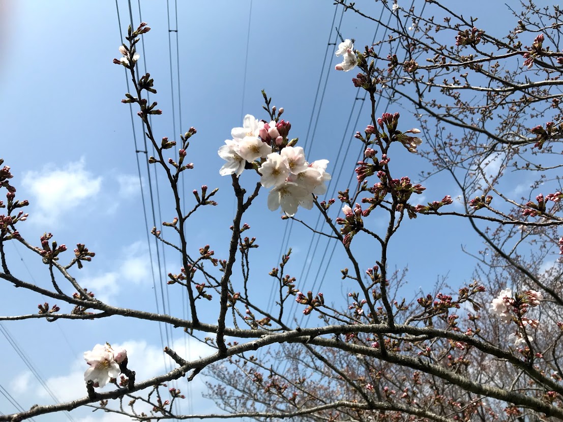 北五井緑道の桜のつぼみ