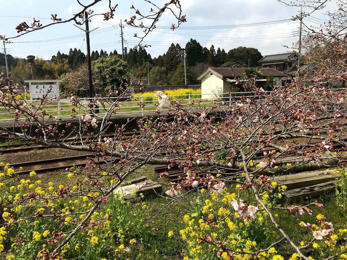 里美駅桜と菜の花