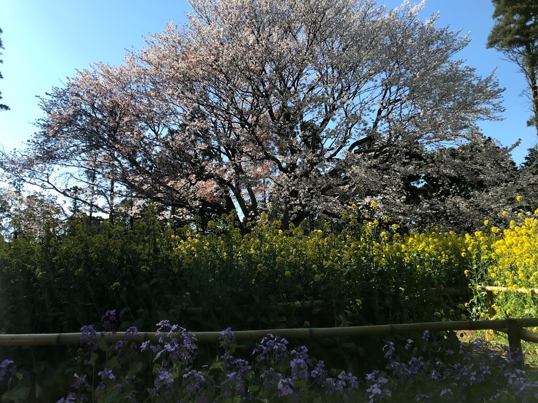 大俵桜と菜の花と紫ダイコン葉