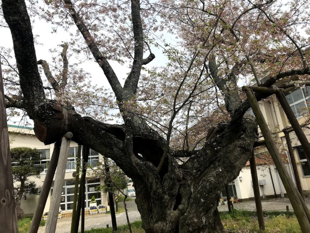 支え棒に守られた桜