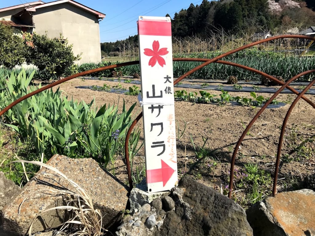 【市原市】一本桜の物語「大俵桜(おおびょうさくら)」今年も大勢の人々の心を動かす! 市原市 【市原市】一本桜の物語「大俵桜(おおびょうさくら)」今年も大勢の人々の心を動かす! 市原市