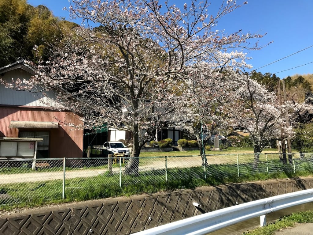 【市原市】一本桜の物語「大俵桜(おおびょうさくら)」今年も大勢の人々の心を動かす! 市原市 【市原市】一本桜の物語「大俵桜(おおびょうさくら)」今年も大勢の人々の心を動かす! 市原市