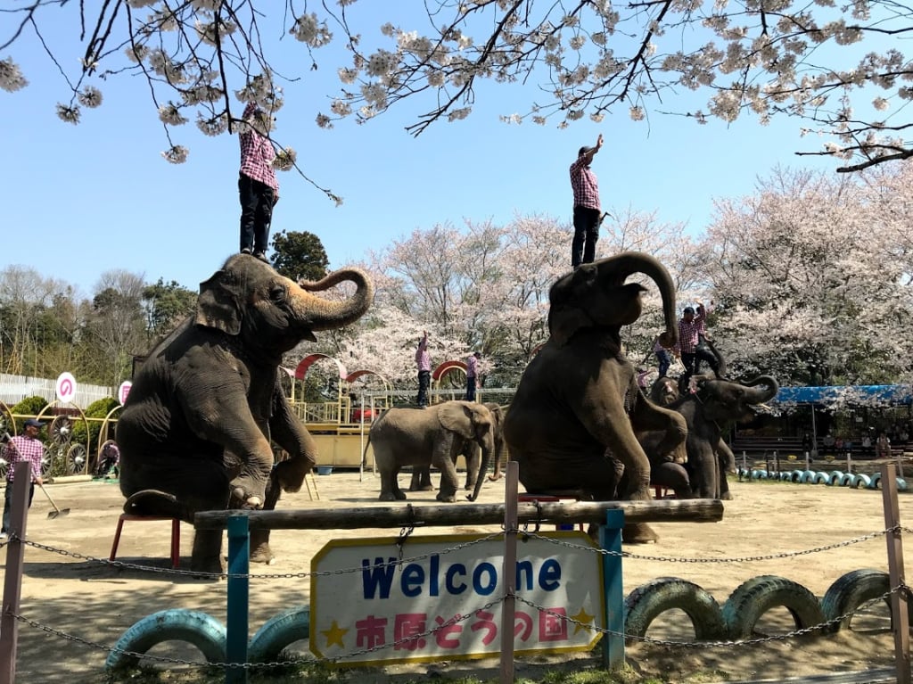 ぞうさんショー