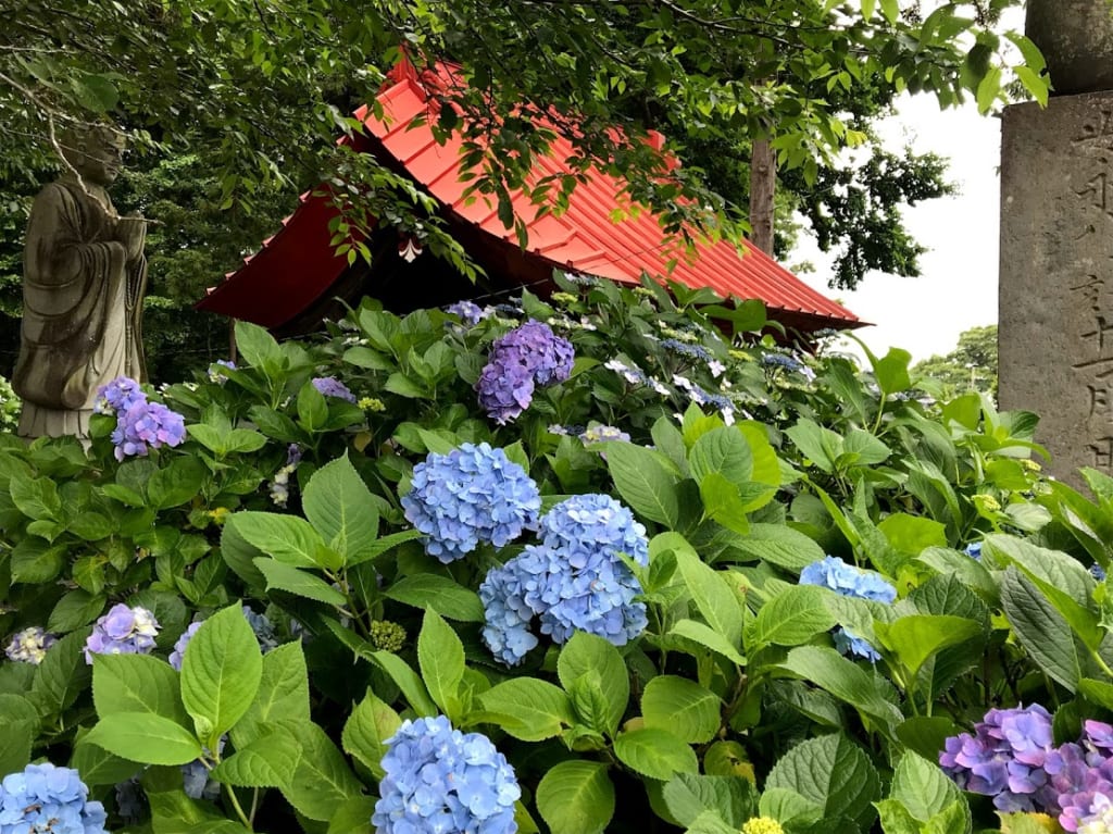 光徳寺山門と紫陽花