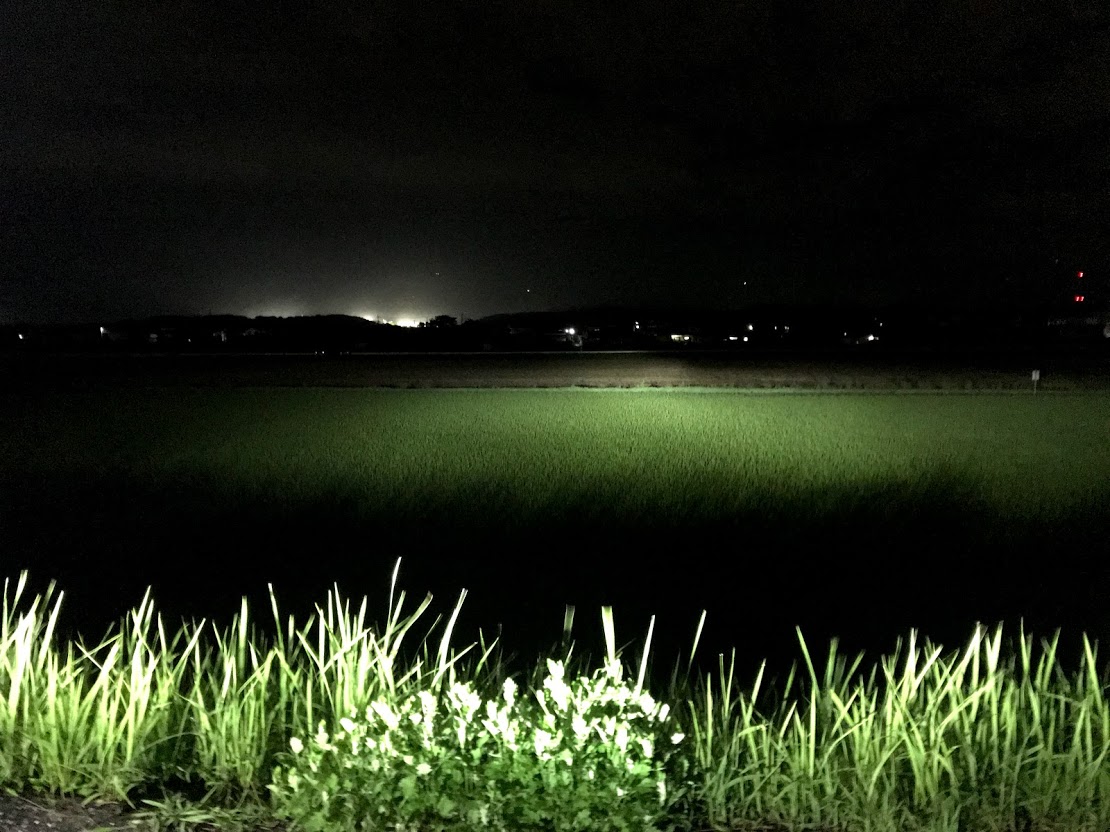 夜の田んぼ