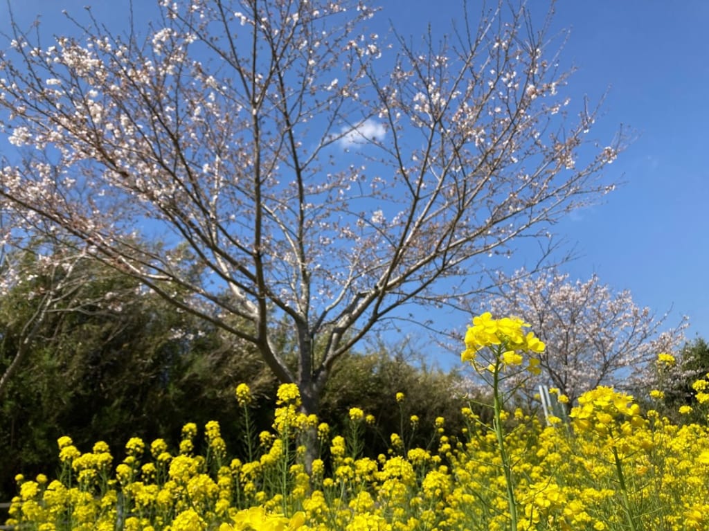 桜さんさん会５