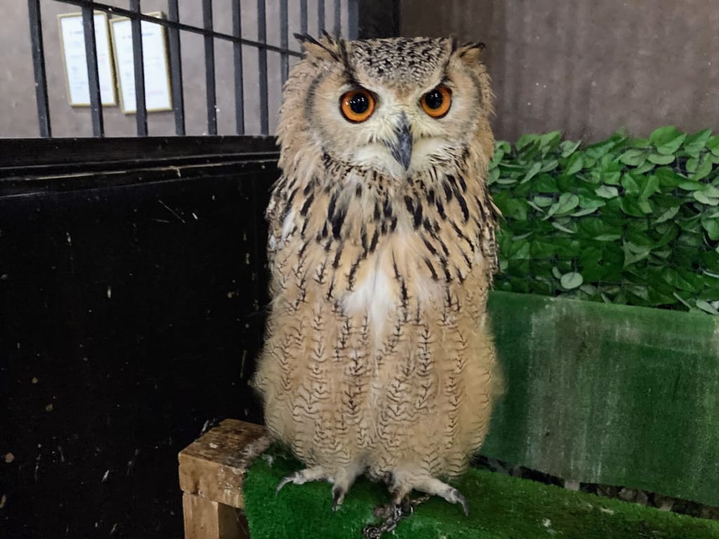 ふくろうの城6
