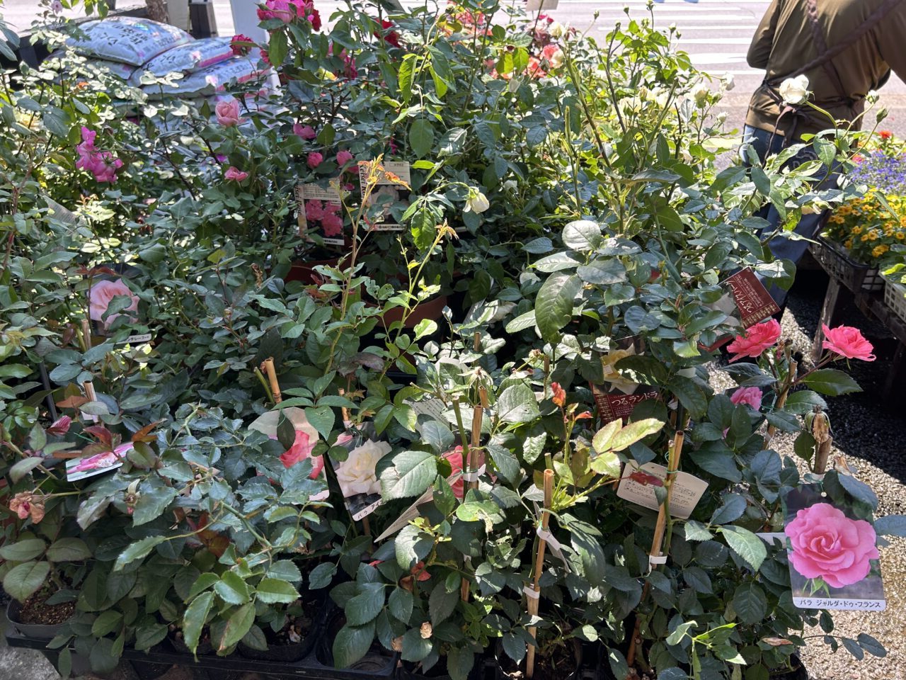 LilyGarden