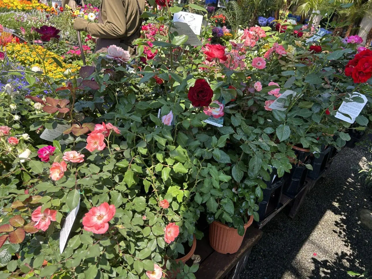 LilyGarden