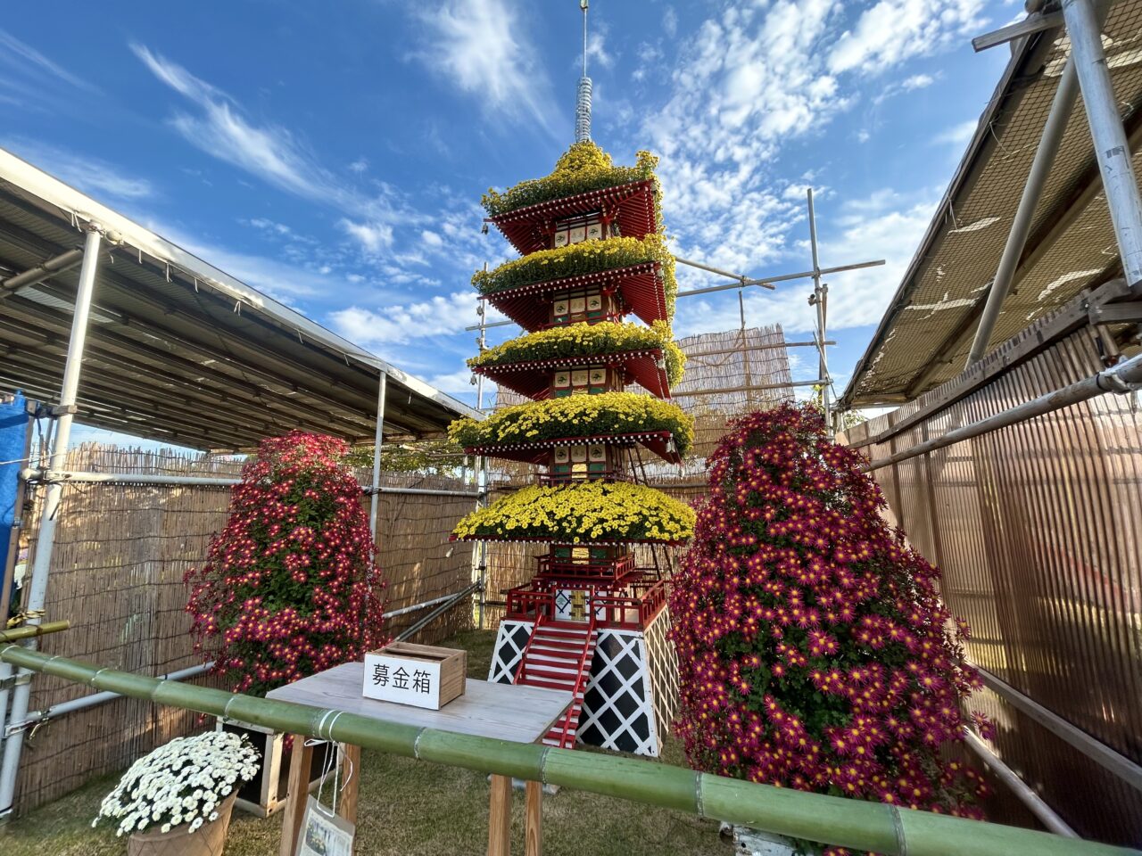 市津菊祭り